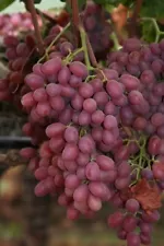 Grape Vine - Crimson Seedless Grapes - Rooted 3 Pieces Grapes Plants