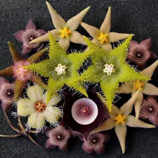 Succulent Plants Stapelia L. Asclepiadaceae Flowering Garden Live Plant