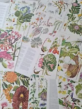 SALE 50 Vintage Flower Print, Ephemera Bundle, book plates, Job Lot 10