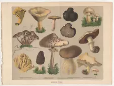 Edible Fungi truffle mushroom morel bolete antique chromolithograph c1895