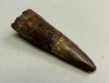 Super Quality and Rare Spinosaurus fossil tooth - Prehistoric 2.75 Inches