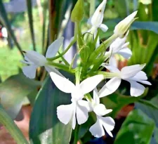 Bulb Habenaria dentata Terrestrial Orchid species + PHYTO & CITES Certificate