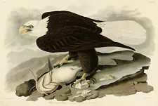 No31 White Headed Eagle Audubon Print Repro Havell Edition Double Elephant Folio