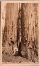 New ListingYosemite CA Faithful Couple Giant Sequoia Trees California postcard IQ13