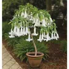 angel trumpet seeds for sale