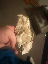 fossil present skull partial unique and rare