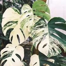 Variegated Monstera Albo , Variegated Monstera Live Cuttings Monstera Albo Varie