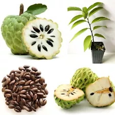 Sugar Apple Seeds Annona, Custard apple Seeds, Tropical Sweetsop Plant 20+ Seeds