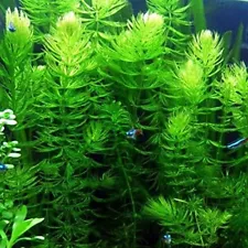 BUY 2 GET 1 FREE Hornwort Aquatic Plant Live Aquarium Plants