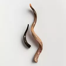 Yemenite Shofar Kudu Horn Jumbo XXL 50”+ 15” Shofarot KOSHER Made Free Shipping