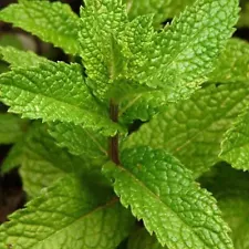 lemon balm seeds for sale