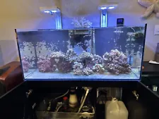 Red Sea Reefer 350 Saltwater Aquarium