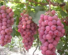 Red Globe Grapes 4 Fresh Rootless Cuttings