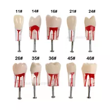 Dental Endo Root Canal Teeth Model Study RCT Practice Typodont Model #8006 10Pcs