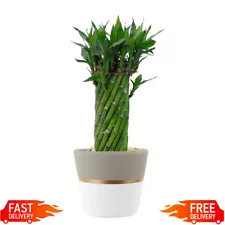 Live Indoor 12in. Tall Lucky Bamboo Low Indirect Light Plant Ceramic Planter New