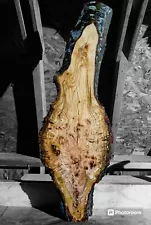 Wicked CURLY BIRDSEYE CHERRY Burl wood SLAB, Wood Blank Turning WOOD EPOXY Wood