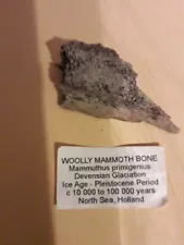 Wooly Mammoth Bone Pleistocene Period