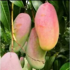 Mahachanok Mango Grafted Tropical fruit tree 3-4ft