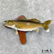 walleye mount for sale