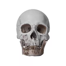 720g Resin Replica 1:1 Life Human Anatomy Skull Human Head Decor Teaching C