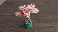 Mini Potted Cherry Tree for Dollhouse Village Terrariums & Fairy Gardens #75A