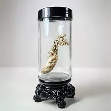 Zombie Fungus in Jar, Oddities Decor, Curio Jar, Cordyceps Fungi