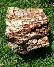 Petrified Opalized Wood 3lb. 13oz Nice Detail, White, Red & Smokey Blue