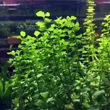 Creeping Jenny | Aquarium Plants Factory®