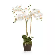 Phalaenopsis Orchid Drop-In 31"