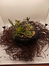 Artificial Succulent 9" Black High Gloss Ceramic Dish & 14" Twig Surface Wreath