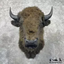 bison taxidermy for sale