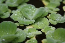 *BUY 2 Get 1 FREE* Dwarf Water Lettuce - READ DESCRIPTION