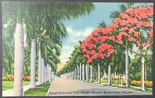 Royal Poinciana Tree Royal Palm Trees Florida Vintage Road View Postcard Posted