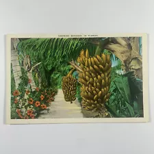 Postcard Florida FL Banana Tree 1930s White Border Unposted