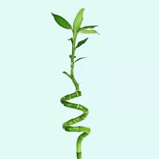 STRIKING Lucky Bamboo Plant 6-8 Inches Curly BUY2 GET1 FREE