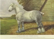 1906 Champion Shire Mare "Rokeby Fuchsia" 4X6 Horse Postcard.