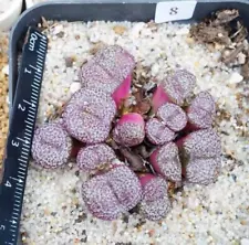 Multi Heads Succulent Live Plant Conophytum obcordellum Purple CR1408 WYSIWYG