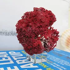 Beautiful Red coral, Natural Coral, Real Coral, Coral reef home decor, Aquarium