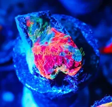 Cornbred's Rainbow Crush Chalice - WYSIWYG - Frag - LIVE CORAL