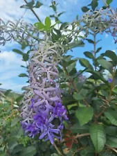 100 seeds Beautiful Petrea volubilis or Petrea, Queen`s Wreath flower seeds.