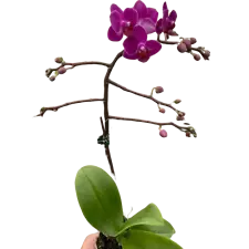 Orchid 'Purple Fucshia Phalaenopsis'-3" Pot / Double Spike