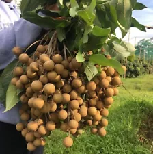 Diamond River Longan Seeds (Dimocarpus longan) Var. Diamond River 40+ seeds