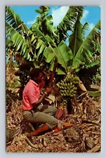 San Juan,Puerto Rico Fruit of the tropics 1969 Vintage Postcard