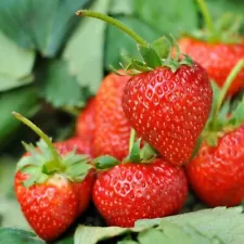 Seeds Strawberry Renaissance Remontant Rare Climbing Fruit Organic Heirloom