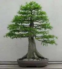 10 Bald Cypress, bonsai, seeds conifer, tree, spring indoors, outdoors, plant.