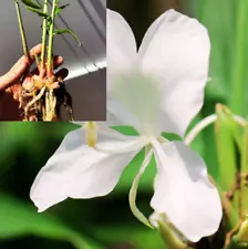 3 White Butterfly Ginger (Hedychium coronarium) Plant - rooted