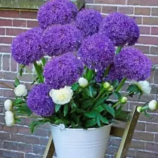 Allium Giganteum Flower Seeds Giant Allium Seeds Onion Chive Seed Spring Sowing