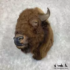 #21732 E+ | American Buffalo Bison Taxidermy Shoulder Mount For Sale