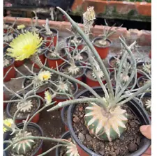 Succulent cactus Plant Astrophytum caput-medusae Garden flowering plant