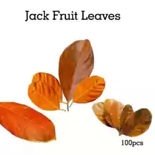 Jackfruit Leaves Natural Dried Jack Fruit leaves & Free Shipping